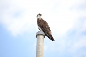 An osprey perched on top of a flag pole. Photo by Caitie Parmelee