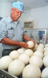 A Farmer checks on his ostrich eggs (Courtesy AP images).
