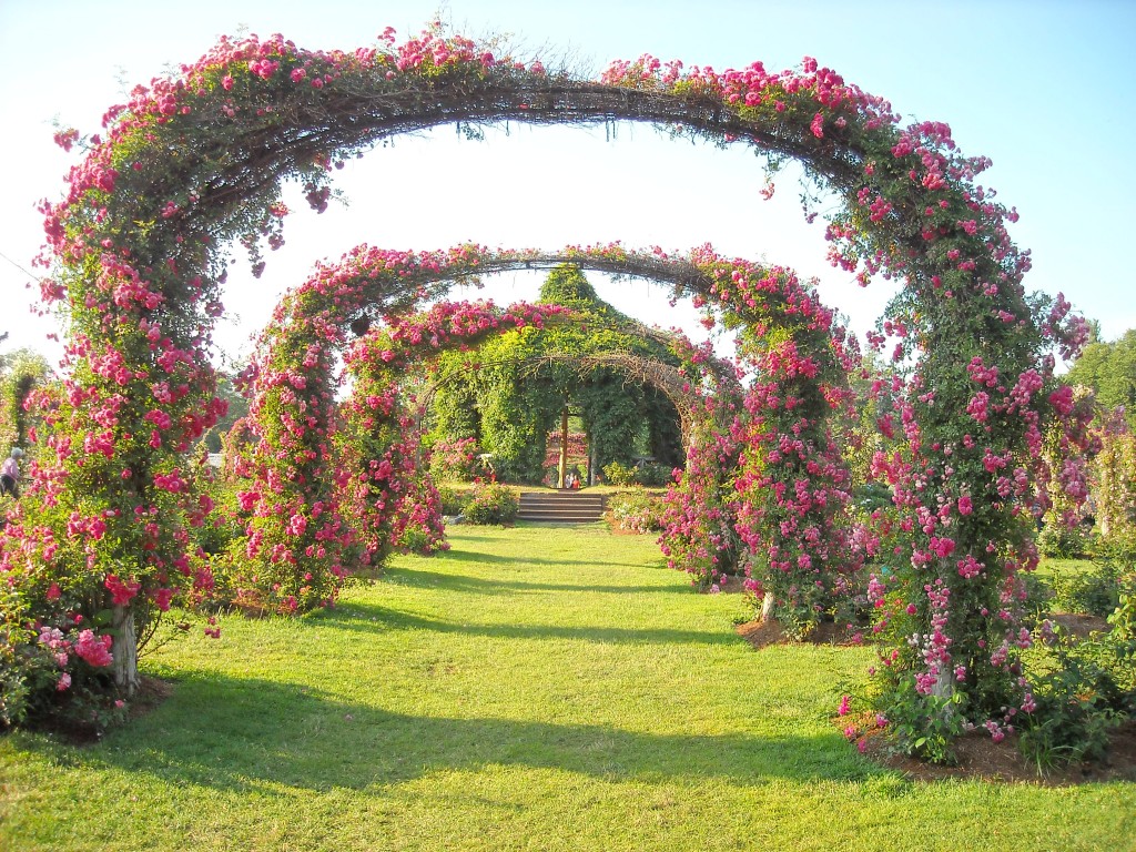 Hybrid-Tea Roses climb a wooden arch structure, providing walkers a beautiful gateway to the garden beyond. (Photo courtesy, Daniel Candella)