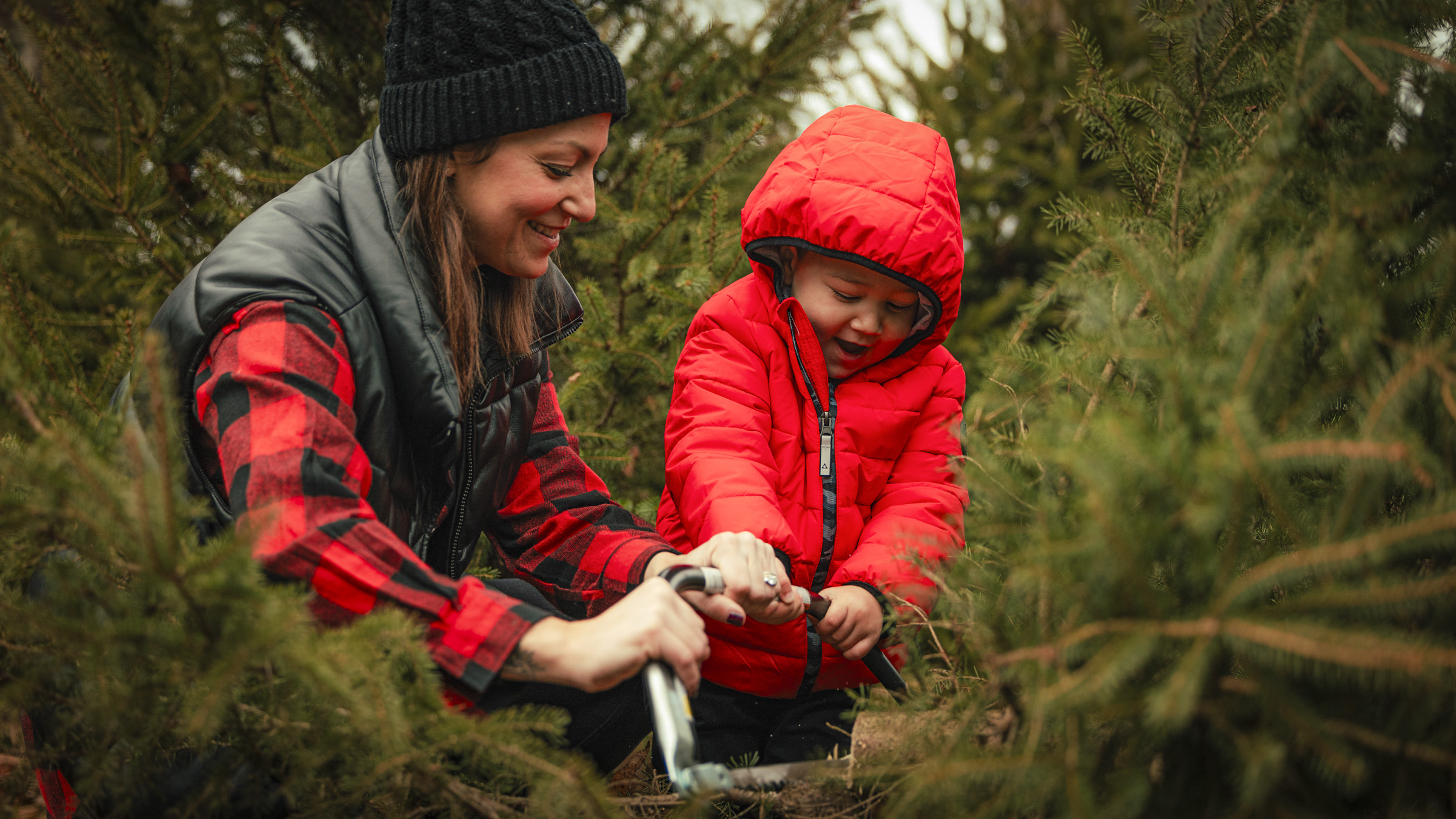 Tree tradition