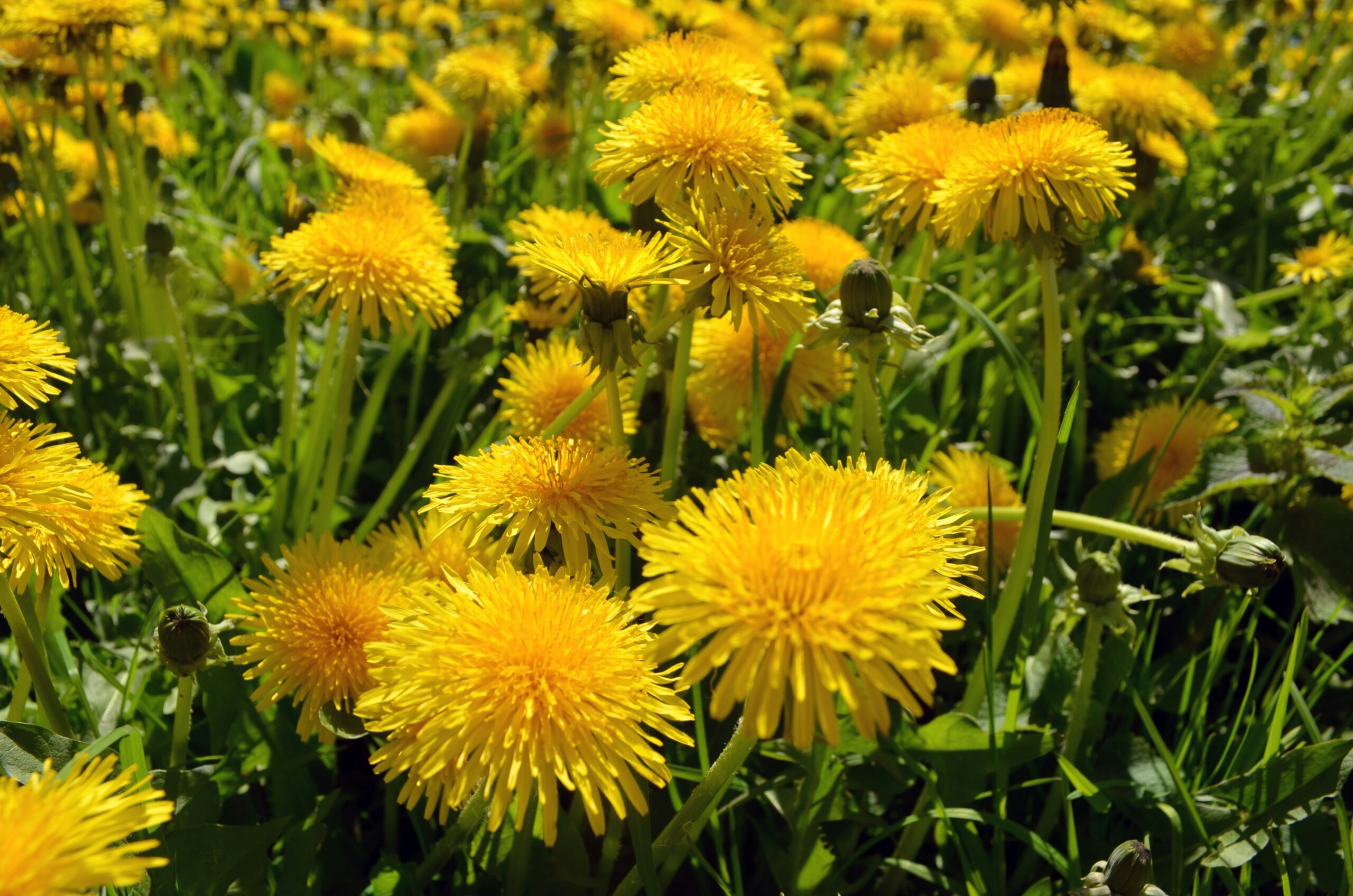 Opinion: In Defense of the Dandelion