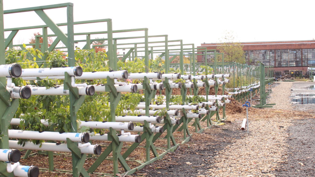 Growing Green with Levo International