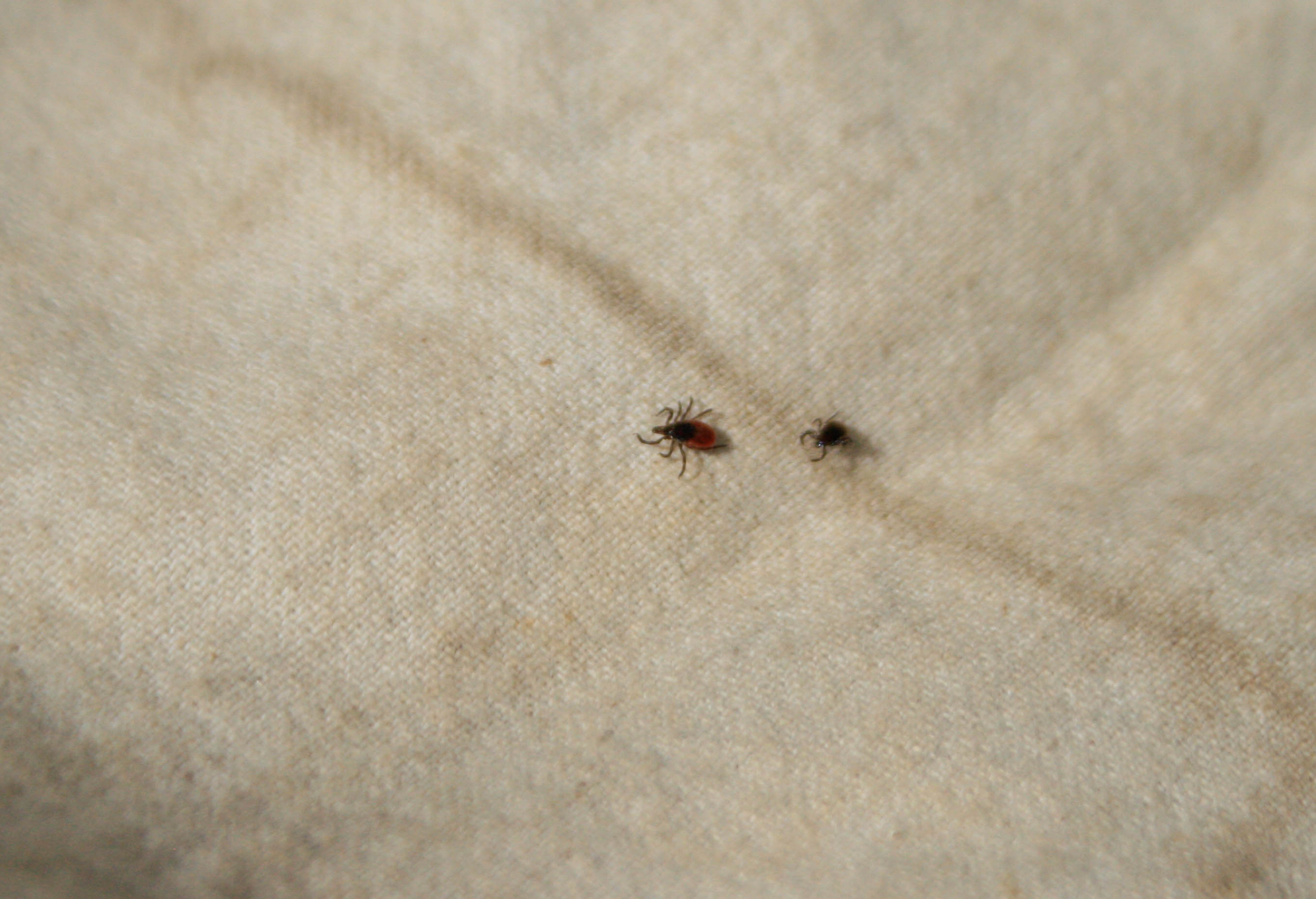 Tick population spikes early in Connecticut after snowy winter